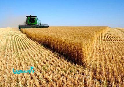 واریز بیش از 164هزار میلیارد ریال وجوه خرید تضمینی گندم توسط بانک کشاورزی