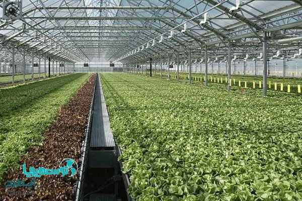 احداث 1200 هکتار گلخانه با حمایت بانک کشاورزی در 18 ماه اخیر
