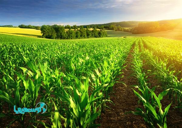 تسهیلات بانک کشاورزی برای حمایت از زراعت بهاره و پاییزه
