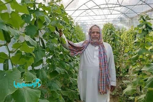 با حمایت مالی بانک اقتصاد نوین؛
راه‌اندازی ۱۲ واحد گلخانه در مهرستان
